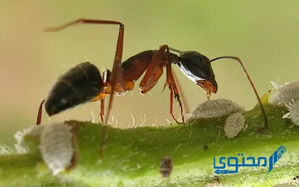 العلاقة بين النمل وشجرة الأكاسيا تسمى