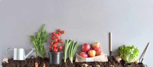 فائدة زرع الخضروات في المنزل