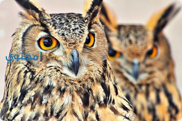 Indian eagle owl can survive 25 to 30 years in the wild.