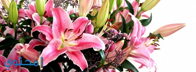 Lily Flowers Facebook Cover