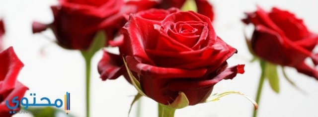 beautiful red roses fb cover