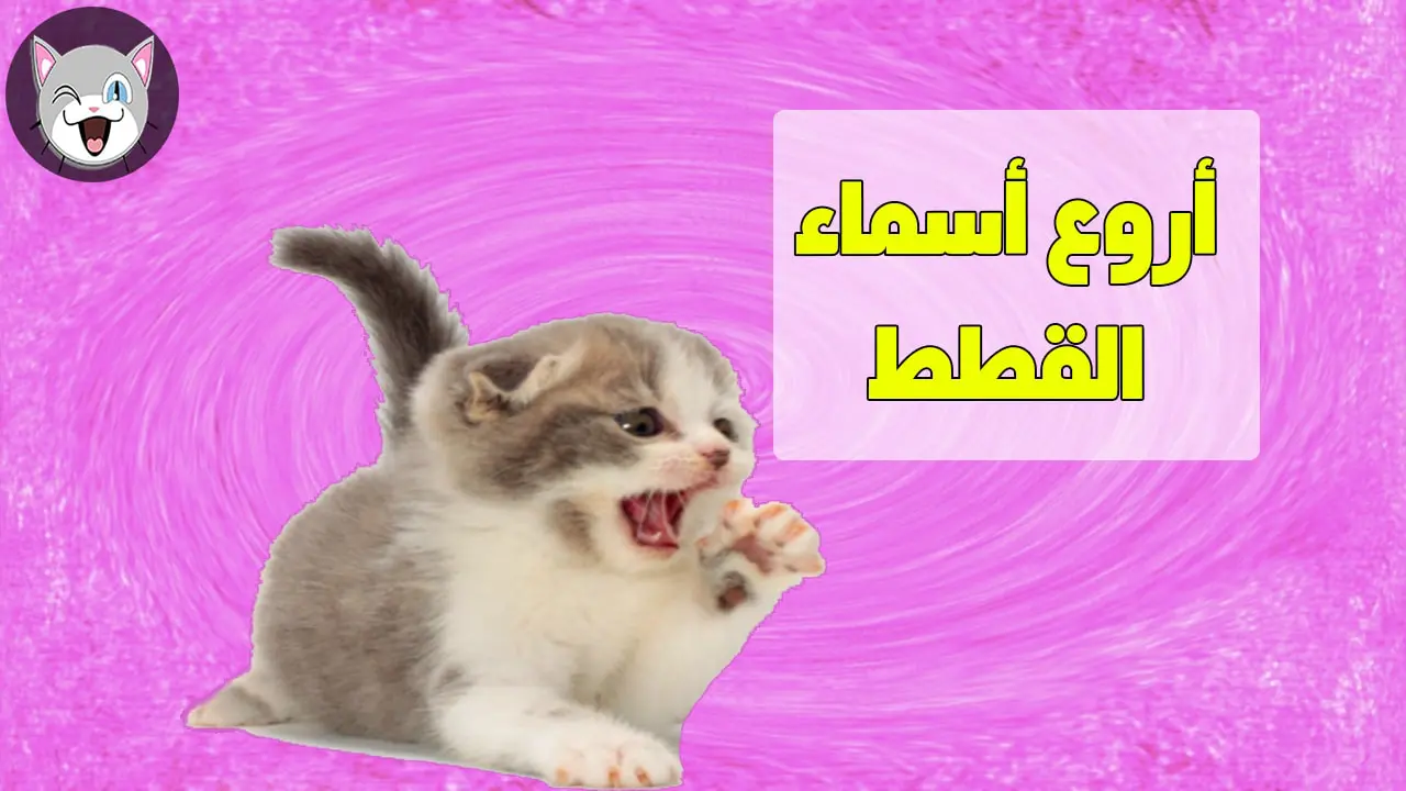 أسماء قطط عربية واجنبية ومعانيها للذكور والإناث 2024