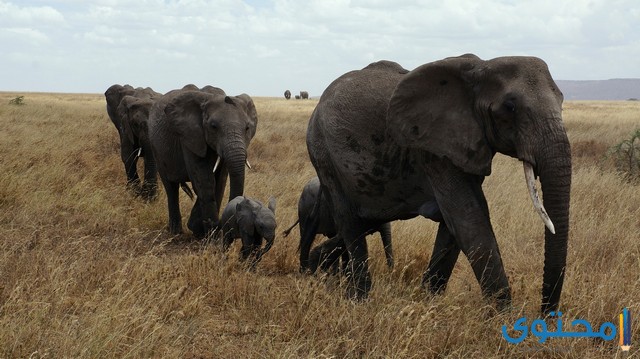 معلومات عن الفيل الأفريقي