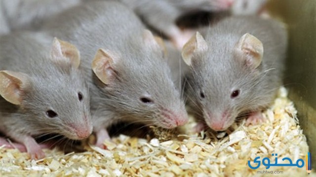 الفئران في المنام