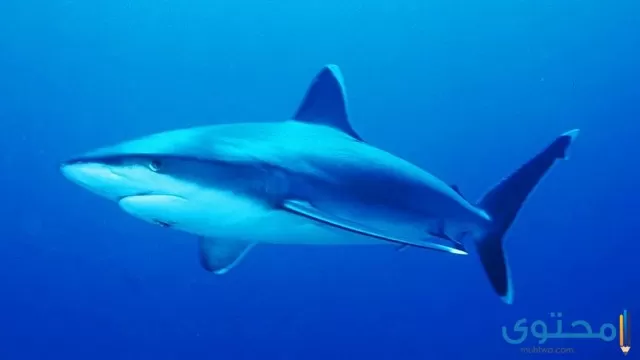 سمك القرش في المنام للعزباء