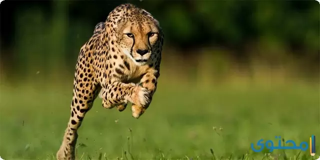 أسرع حيوان في العالم