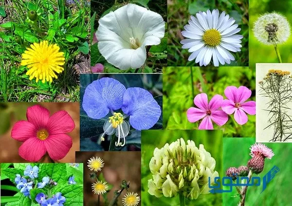 أنواع الزهور ومعانيها وأنواعها بالصور