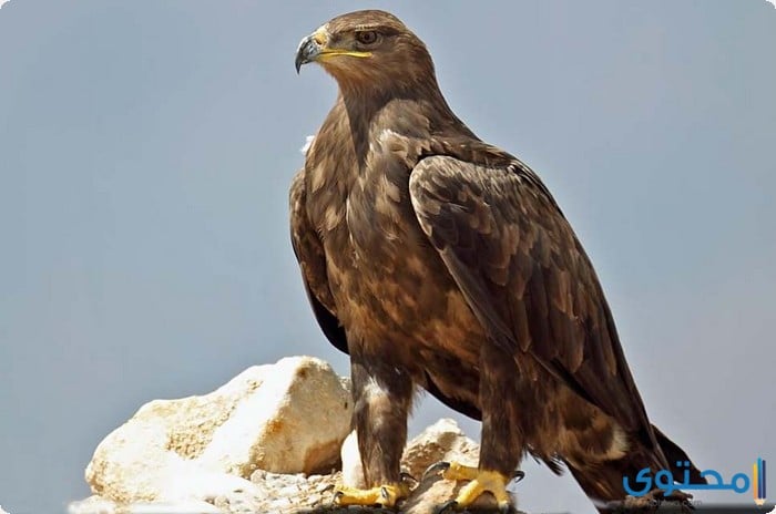أنواع الطيور الجارحة في مصر3