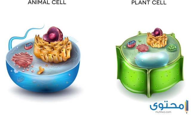 الاختلاف بين الخلية الحيوانية والنباتية