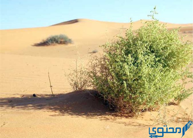 الصورة التي تظهر نباتات شائعة في الصحراء