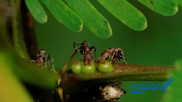 العلاقة بين النمل وشجرة الأكاسيا تسمى