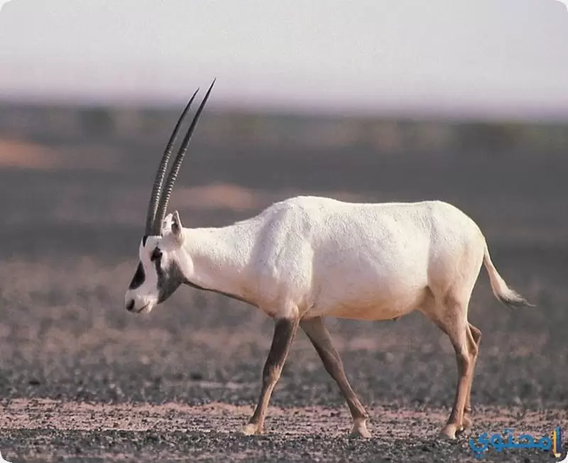 بالصور : الحيوانات المهددة بالانقراض في المملكة العربية السعودية