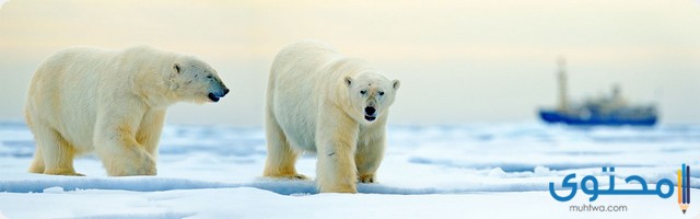 تكيف الدب القطبي للعيش في المناطق المتجمدة