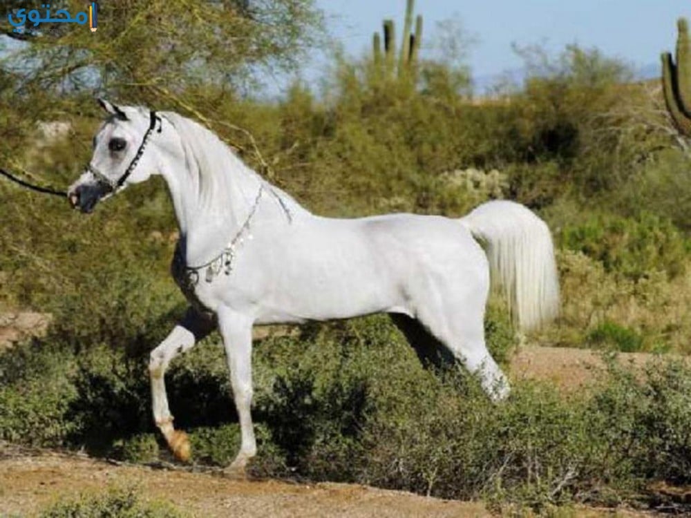 صور ورمزيات خيول عربية أصيلة 