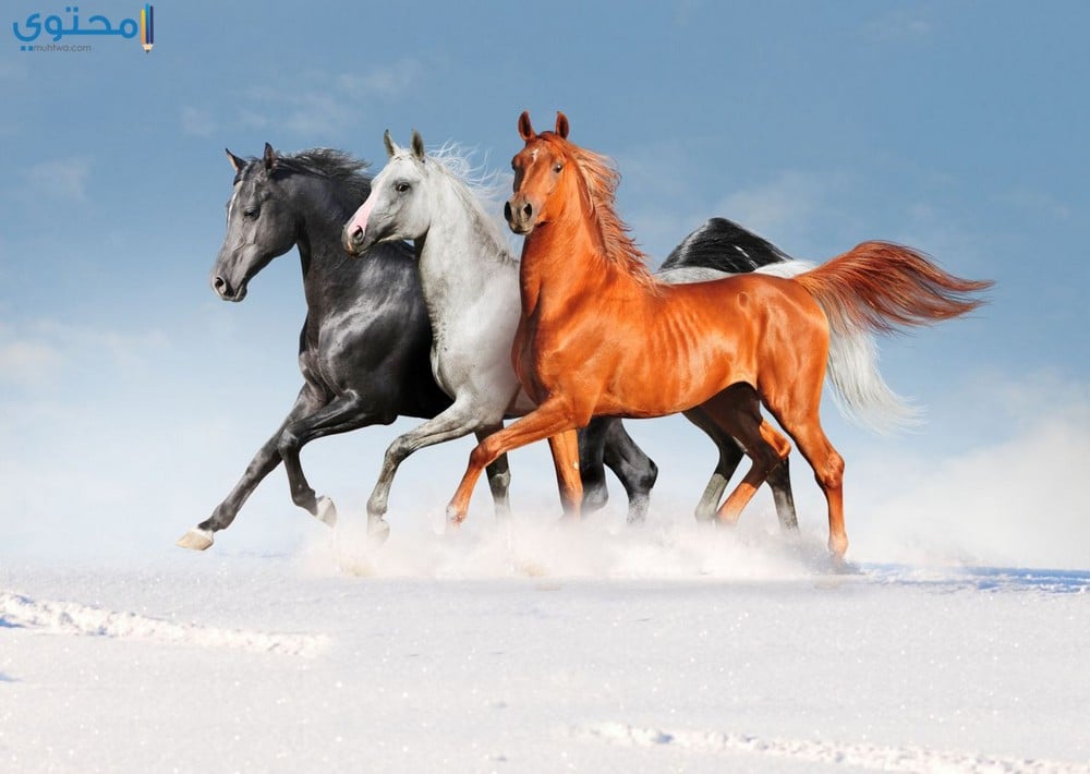 أجمل الخيول العربية الأصيلة 