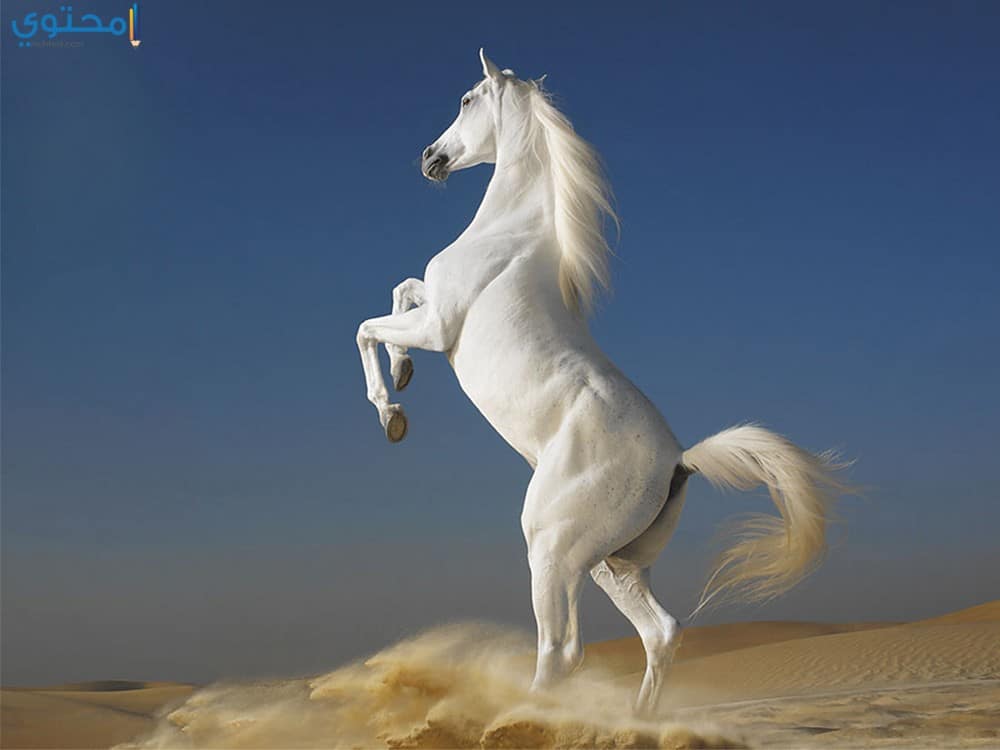 أجدد صور الخيول العربية الأصيلة 