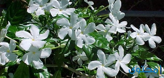 أشهر أنواع زهور الياسمين