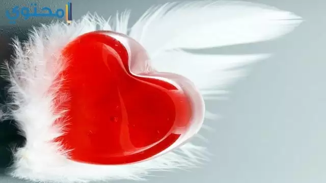قلب أحمر للحب