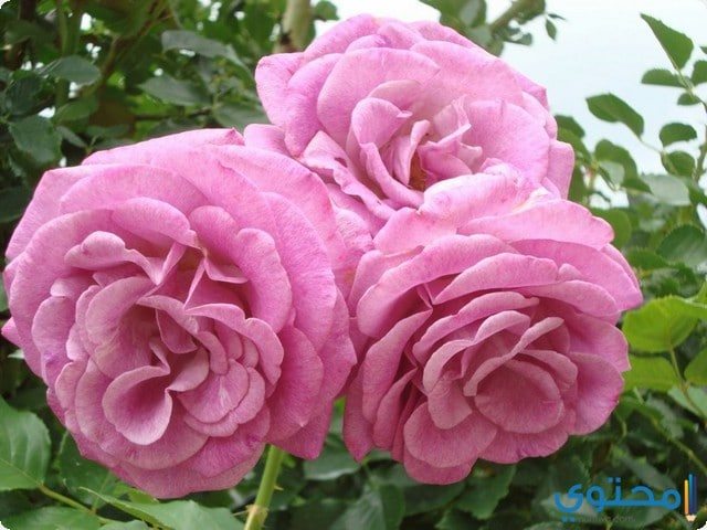 Romantic roses 2023