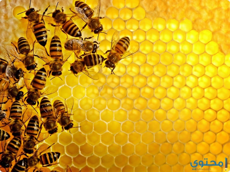 عسل النحل1