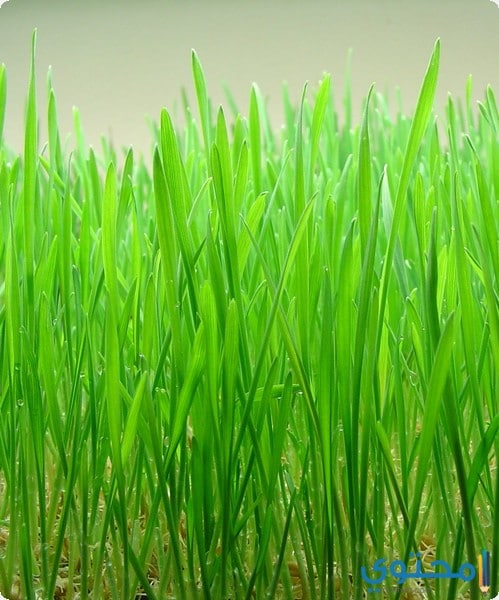فوائد عشب القمح الصحية