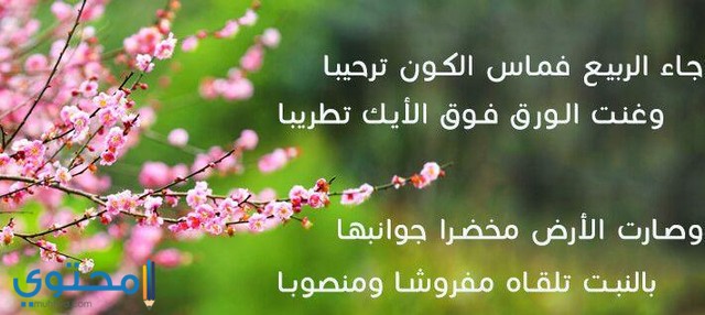 أجمل كلمات عن عيد الربيع 2024 عبارات شم النسيم