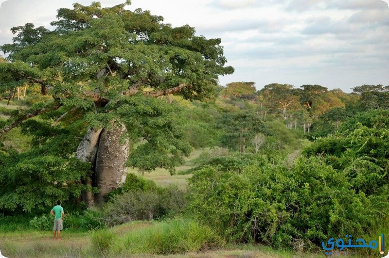 غابة مازيمبي