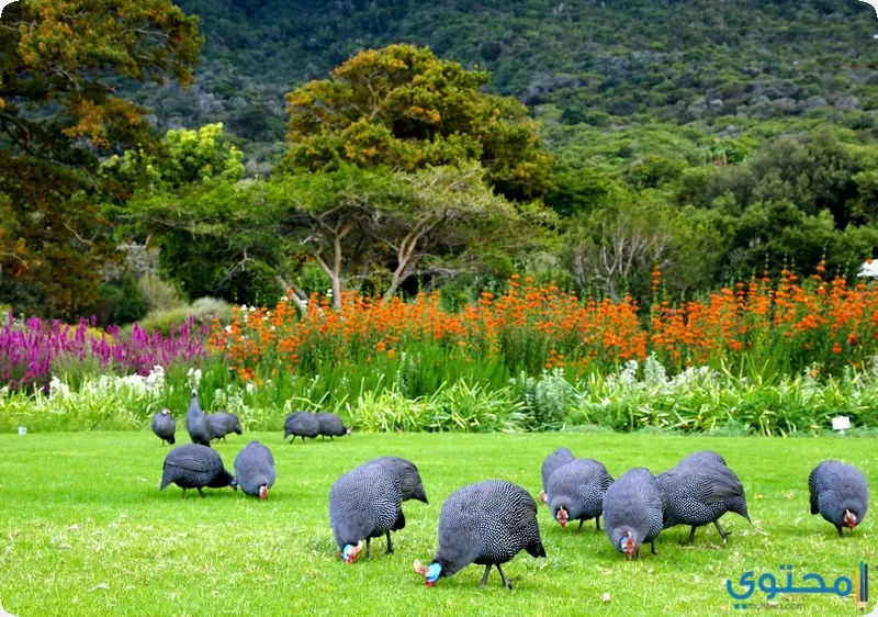 حدائق كيرستينبوش النباتية في جنوب افريقيا