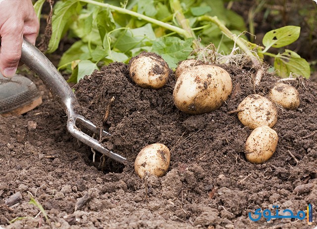 كيفية زراعة البطاطس في المنزل