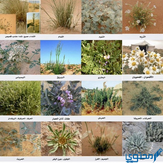 نباتات شائعة في الصحراء