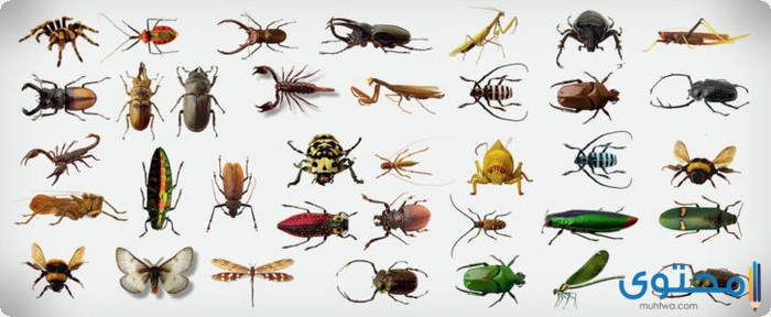معلومات عن أخطر حشرات في العالم