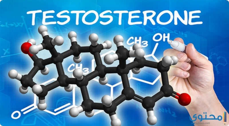 الأطعمة تزيد هرمون التستوستيرون عند الرجال