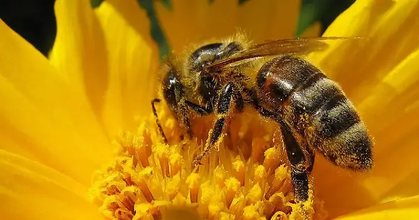 هل يمكن ان يقتل النحل الانسان