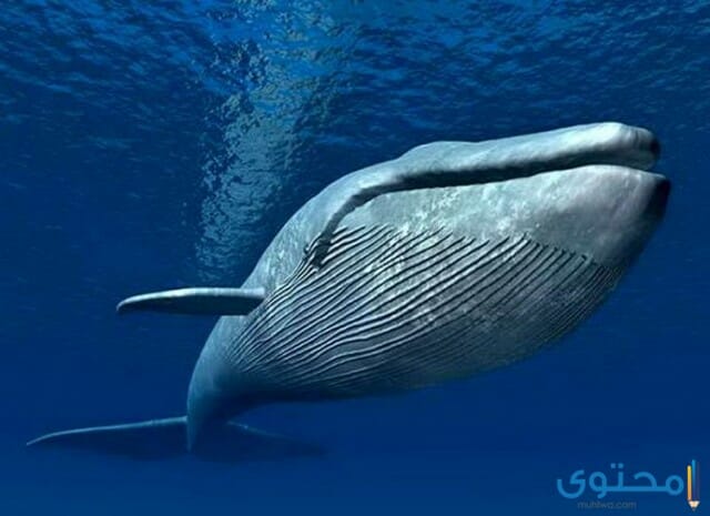 هل تعلم عن الحوت الأزرق